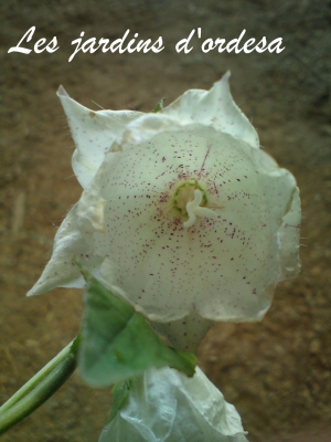 Campanula \"wedding bells\" 